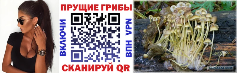 Псилоцибиновые грибы Magic Shrooms  где купить наркоту  Могоча 